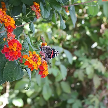 Hotel Phaos Santorini Imerovigli (Santorini)